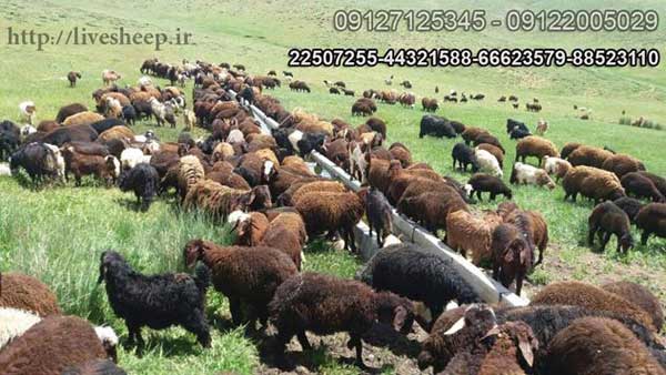 عرضه انواع دام و گوسفند زنده در تهران توس لایو شیپ