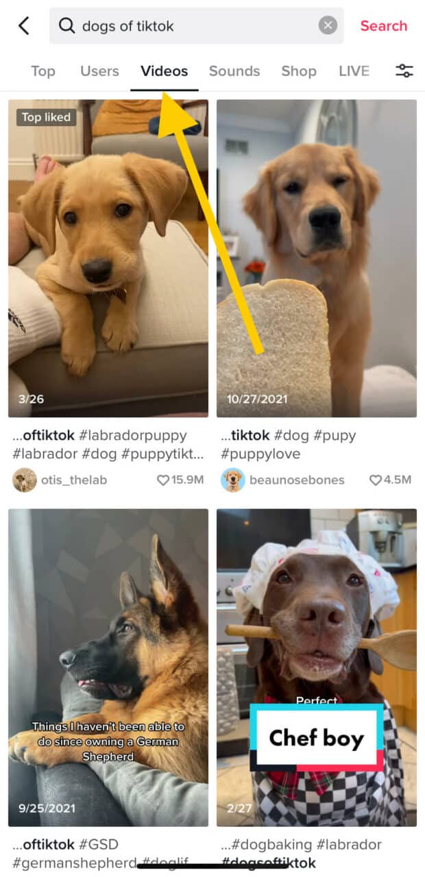 نتایج جستجوی برگه Dogs of TikTok Videos