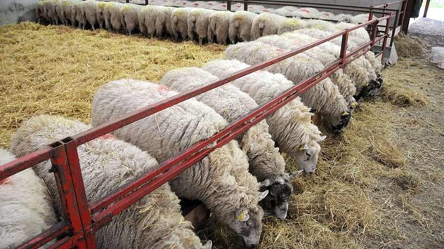 دادن جو اضافی به گوسفندان باعث تشنگی و افزایش حجم 